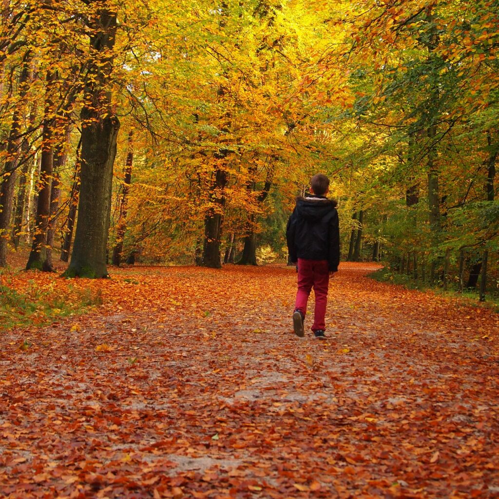 boy, forest, avenue-985078.jpg